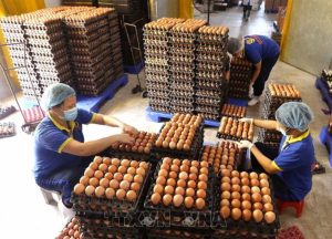 Cung ứng nhân lực tại Đà Nẵng