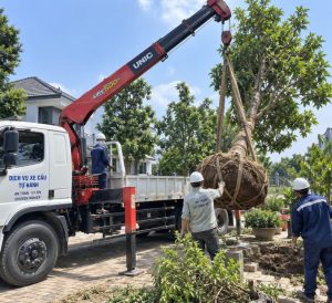 Dịch vụ xe cẩu tự hành cẩu cây xanh